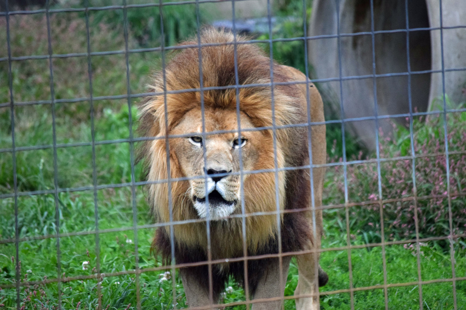 Big cat 5